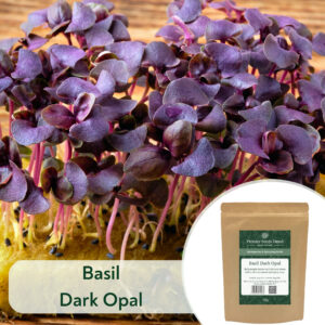 Basil Dark Opal - Microgreen/Sprouting