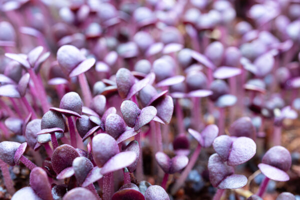 Organic Basil Dark Opal - Microgreen/Sprouting - Image 2