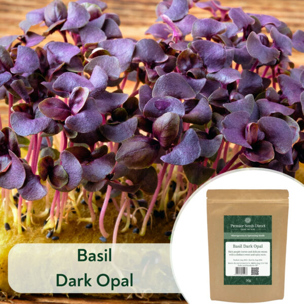 Basil Dark Opal - Microgreen/Sprouting