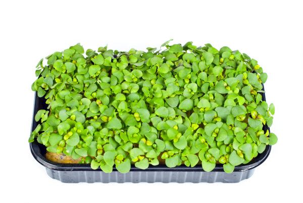 Basil Genovese - Microgreen/Sprouting - Image 3