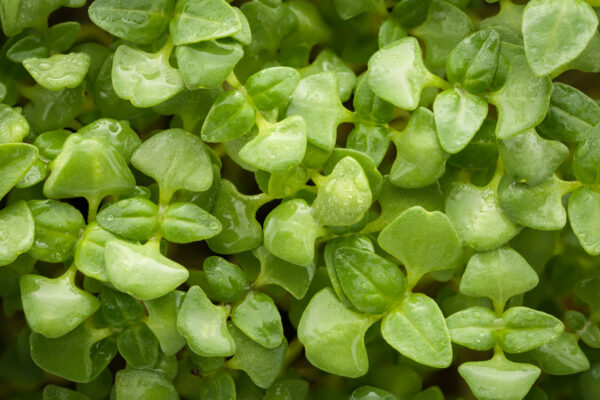 Basil Genovese - Microgreen/Sprouting - Image 2