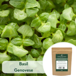 Basil Genovese - Microgreen/Sprouting