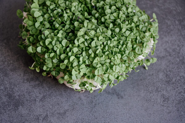 Basil Lemon - Microgreen/Sprouting - Image 2