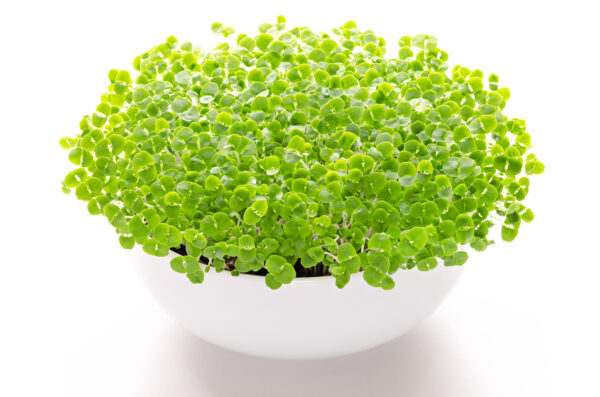 Basil Lemon - Microgreen/Sprouting - Image 3