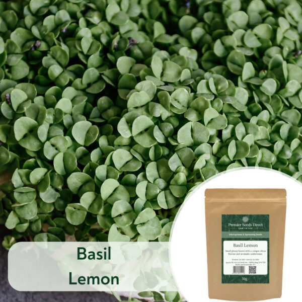 Basil Lemon - Microgreen/Sprouting