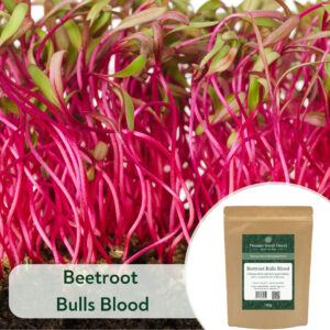 Beetroot Bulls Blood - Microgreen/Sprouting