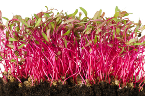 Beetroot Bulls Blood - Microgreen/Sprouting - Image 2