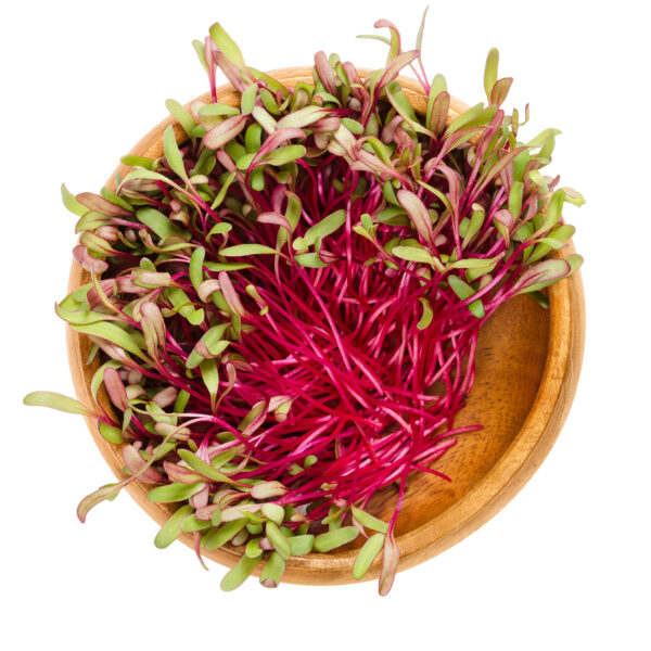 Beetroot Bulls Blood - Microgreen/Sprouting - Image 3
