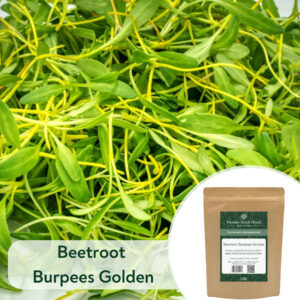 Beetroot Burpees Golden - Microgreen/Sprouting