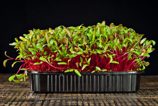 Organic Beetroot Detroit Red - Microgreen/Sprouting - Image 2
