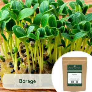 Borage - Microgreen/Sprouting