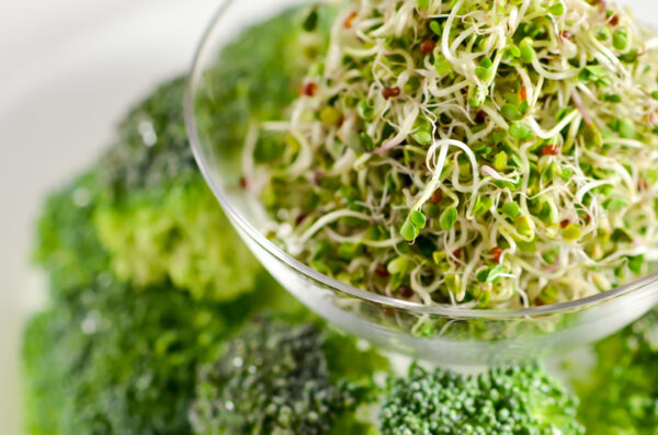Broccoli Calabrese - Microgreen/Sprouting - Image 2