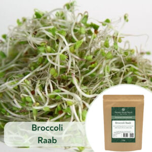 Broccoli Raab - Microgreen/Sprouting