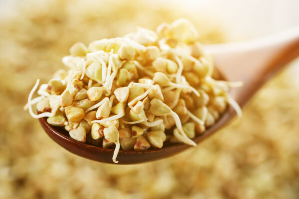 Buckwheat - Microgreen/Sprouting - Image 2