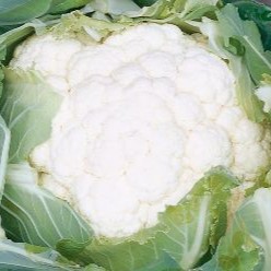 Cauliflower Seeds