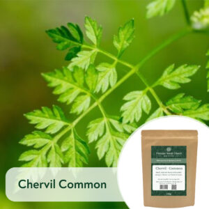 Chervil Common - Microgreen/Sprouting