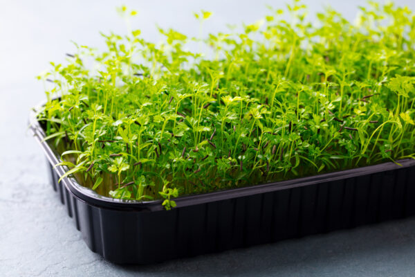 Chervil Common - Microgreen/Sprouting - Image 2