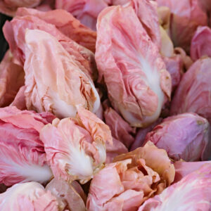 Chicory Seeds