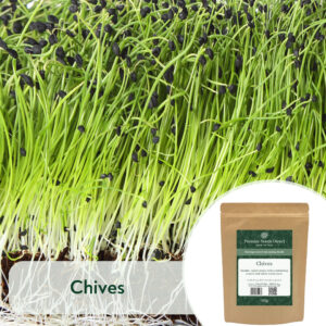 Chives - Microgreen/Sprouting