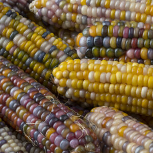 Sweetcorn Seeds