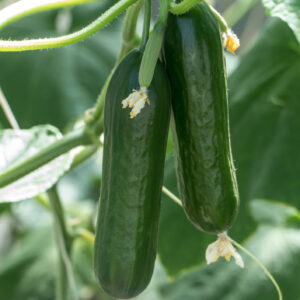Cucumber Seeds