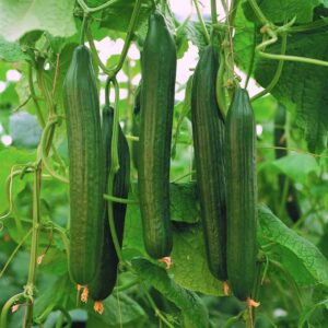 Cucumber Carmen F1