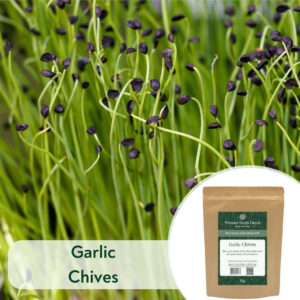 Garlic Chives - Microgreen/Sprouting