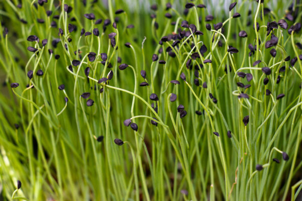 Chives - Microgreen/Sprouting - Image 3