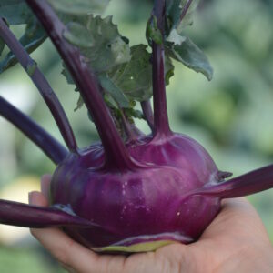 Kohlrabi Seeds