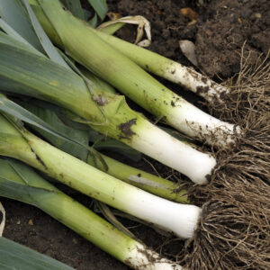 Leek Seeds