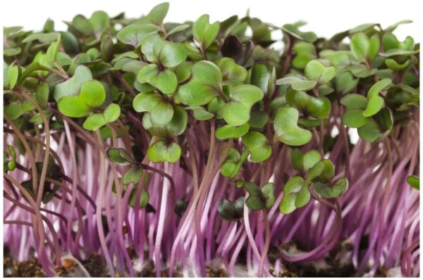 Organic Red Cabbage - Microgreen/Sprouting - Image 4