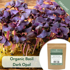 Organic Basil Dark Opal - Microgreen/Sprouting