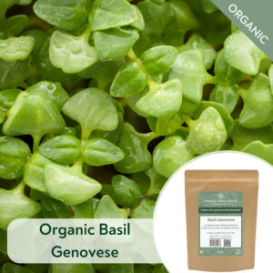 Organic Basil Genovese - Microgreen/Sprouting