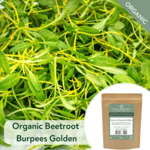 Organic Beetroot Burpees Golden - Microgreen/Sprouting
