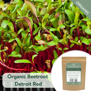 Organic Beetroot Detroit Red - Microgreen/Sprouting