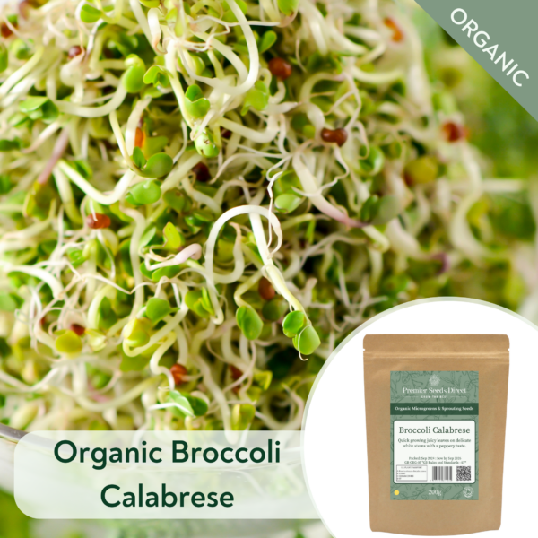 Organic Broccoli Calabrese - Microgreen/Sprouting