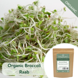 Organic Broccoli Raab - Microgreen/Sprouting