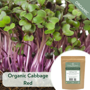 Organic Red Cabbage - Microgreen/Sprouting