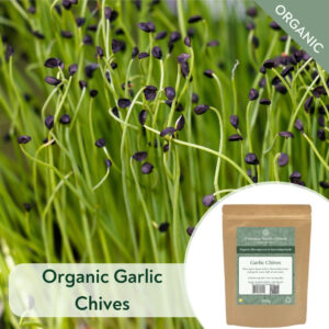 Organic Garlic Chives - Microgreen/Sprouting