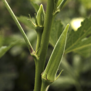 Okra Seeds