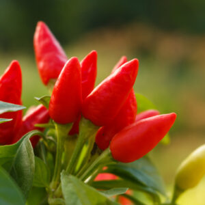 Pepper Hot Seeds