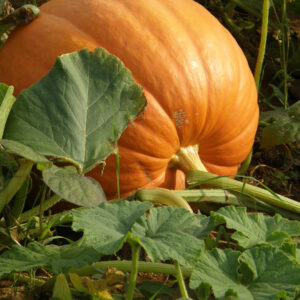Pumpkin Connecticut Field