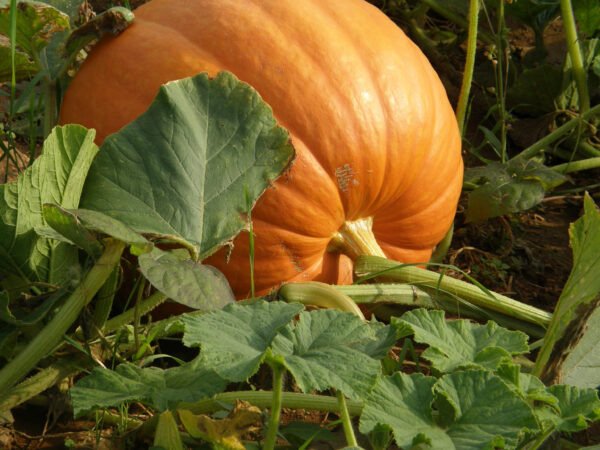Pumpkin Connecticut Field