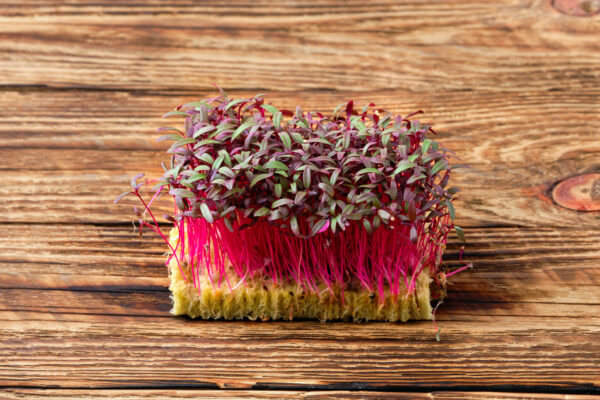 Amaranth Red Garnet - Microgreen/Sprouting - Image 2