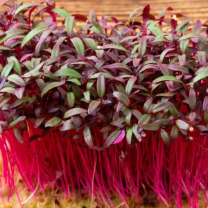 Microgreens - Organic