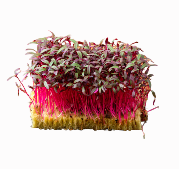 Amaranth Red Garnet - Microgreen/Sprouting - Image 3