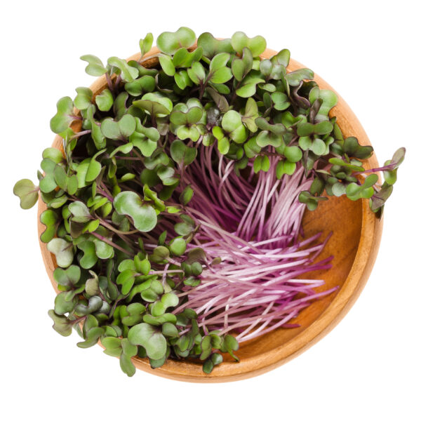 Organic Red Cabbage - Microgreen/Sprouting - Image 2