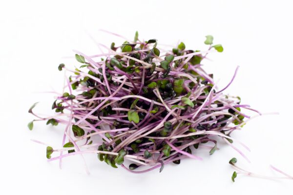 Organic Red Cabbage - Microgreen/Sprouting - Image 3