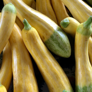 Squash Seeds