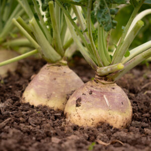 Swede Seeds